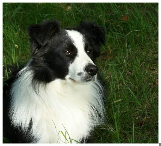 Find Border Collies For Sale In Scotland: Your Perfect Canine Companion